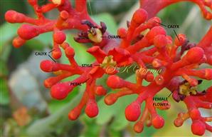  Inflorescence